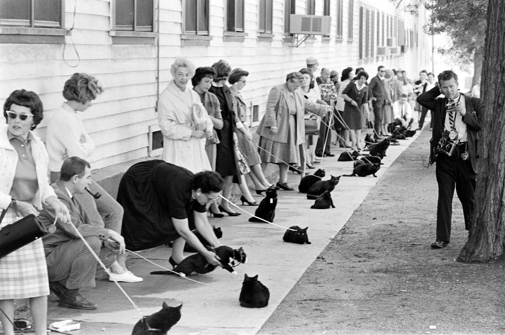 Black Cat Audition, 1961! HAPPY OCTOBER!