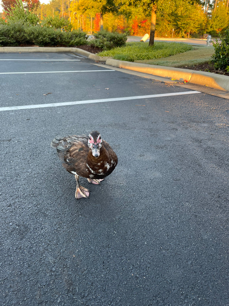 When you make a new friend at Chick-fil-A you know it’s going to be a great day!  Healthy duck! Flew away after we decided to be friends! 🦆☀️💝
